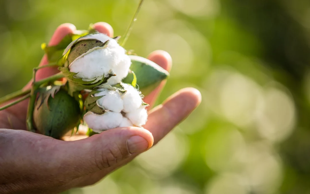 Organic cotton is more sustainable