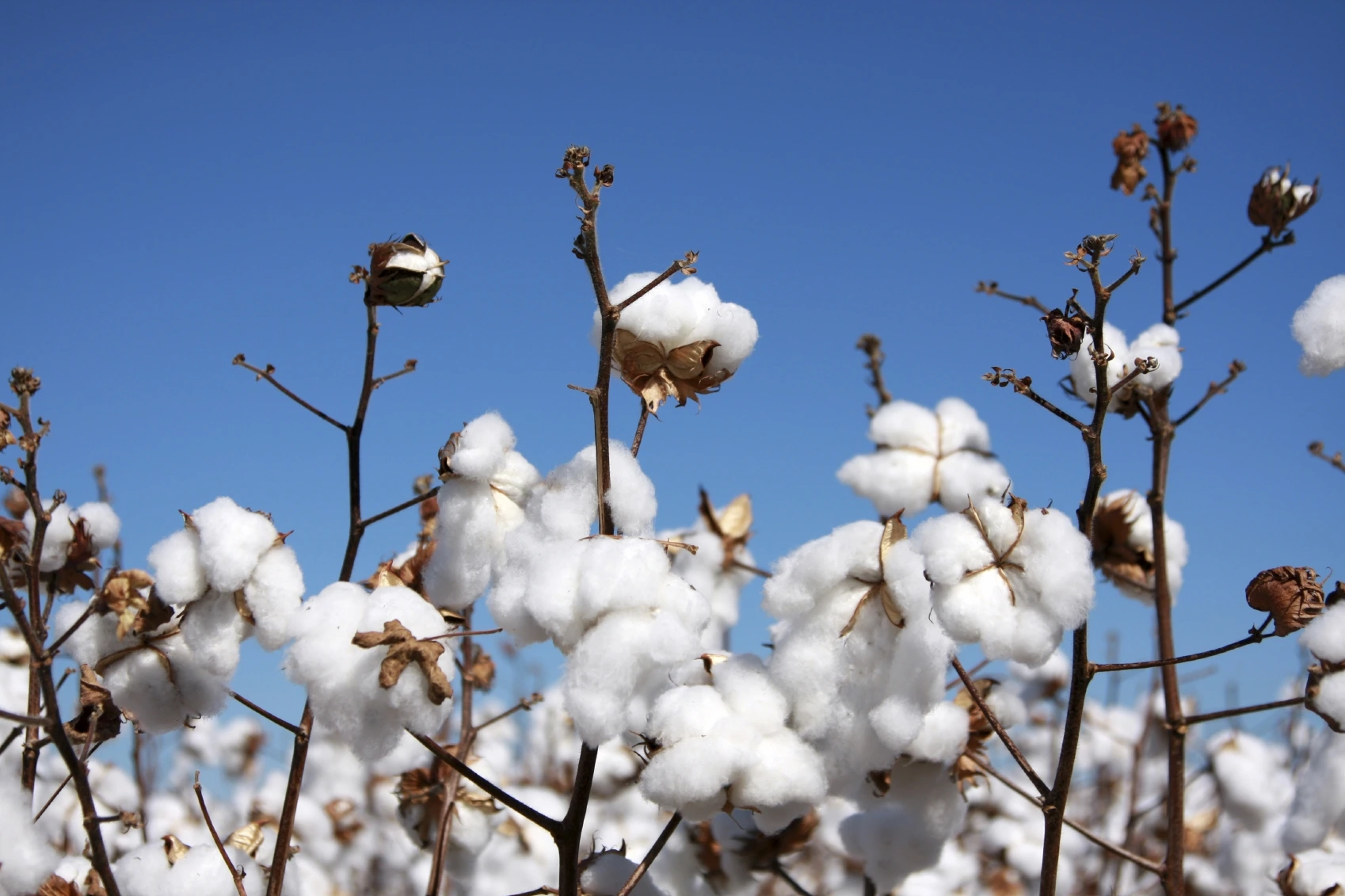 Organic cotton from Texaura